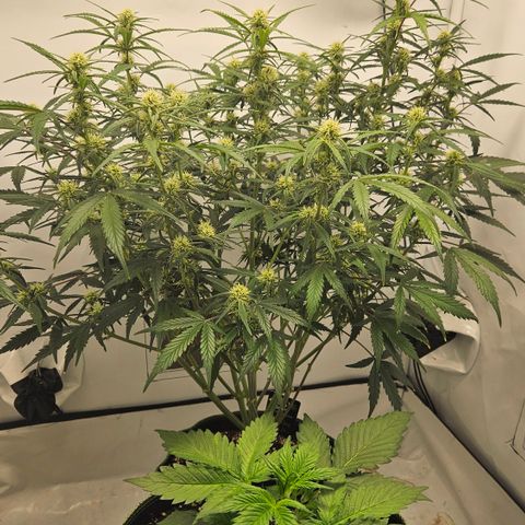 Strawberry Banana Auto growlog timeline photo