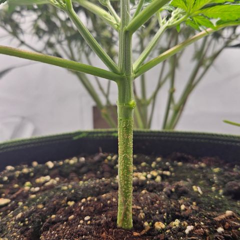 Amnesia Zkittlez Auto growlog timeline photo