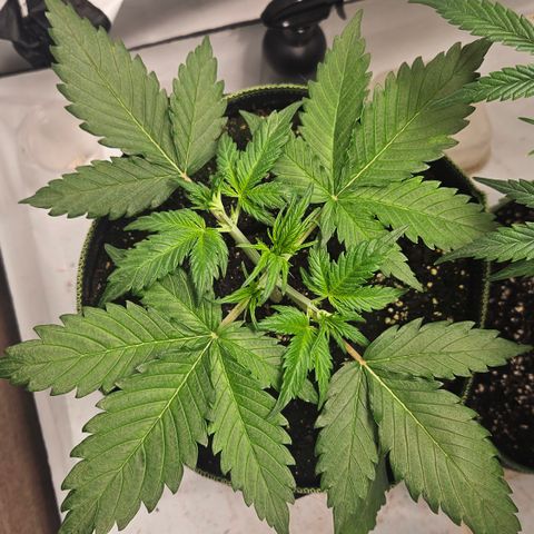 Amnesia Zkittlez Auto growlog timeline photo