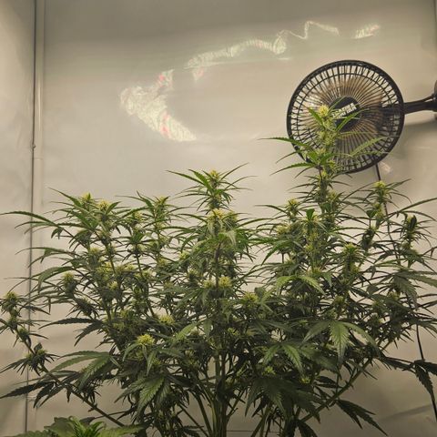 Strawberry Banana Auto growlog timeline photo