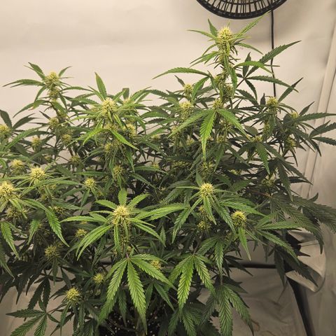 Strawberry Banana Auto growlog timeline photo