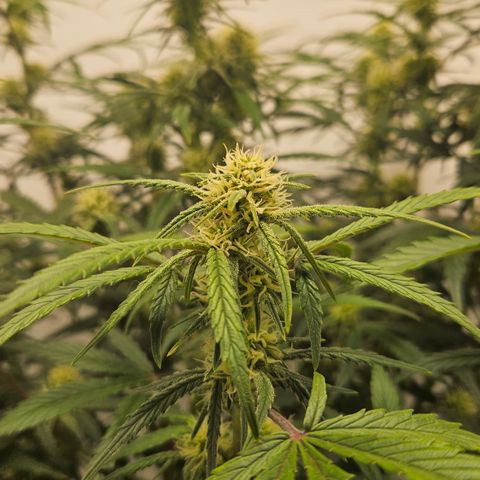 Strawberry Banana Auto growlog timeline photo