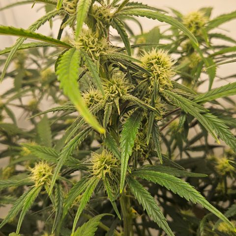 Strawberry Banana Auto growlog timeline photo