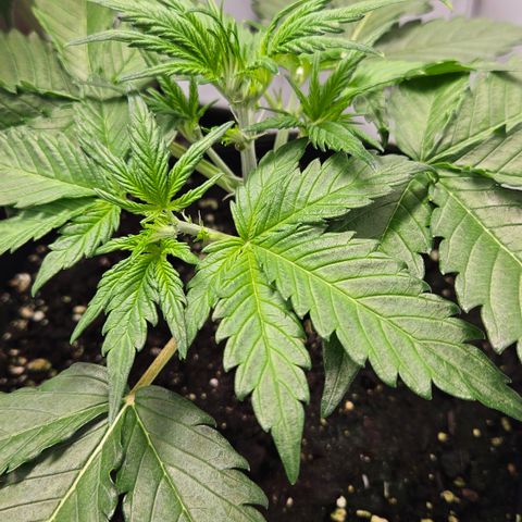 Amnesia Zkittlez Auto growlog timeline photo