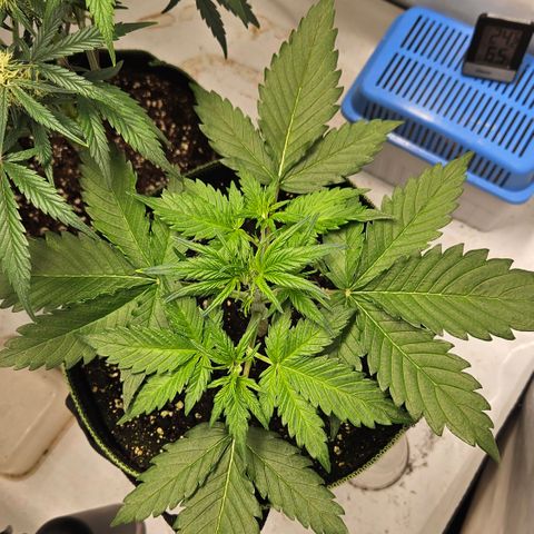 Amnesia Zkittlez Auto growlog timeline photo