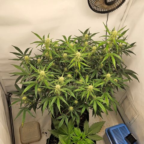 Strawberry Banana Auto growlog timeline photo