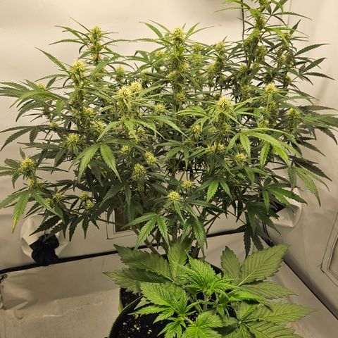 Strawberry Banana Auto growlog timeline photo