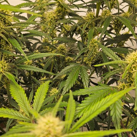 Strawberry Banana Auto growlog timeline photo