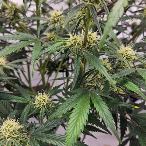 Strawberry Banana Auto growlog timeline photo