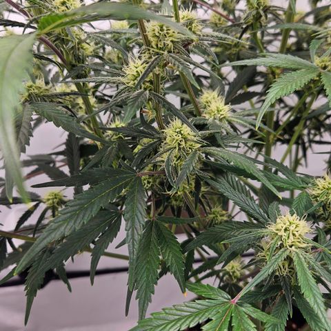 Strawberry Banana Auto growlog timeline photo