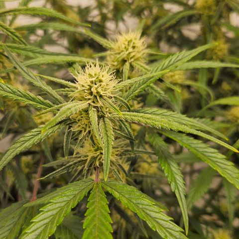 Strawberry Banana Auto growlog timeline photo