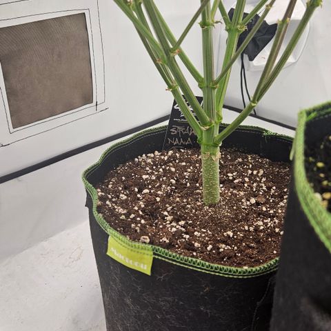 Strawberry Banana Auto growlog timeline photo