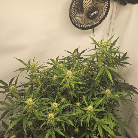 Strawberry Banana Auto growlog timeline photo