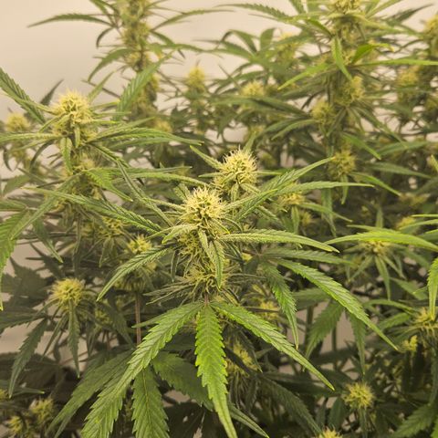 Strawberry Banana Auto growlog timeline photo