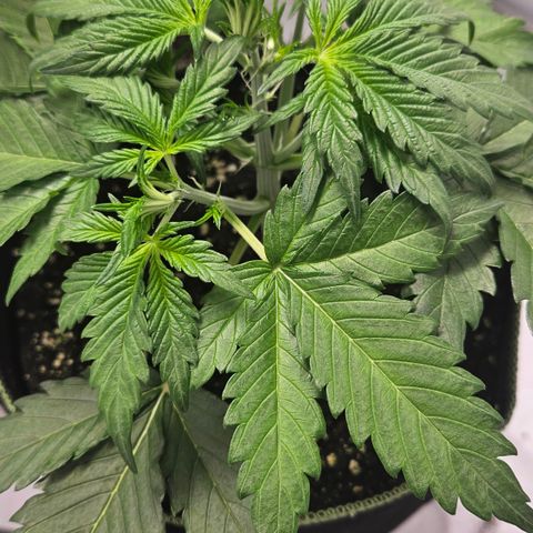 Amnesia Zkittlez Auto growlog timeline photo