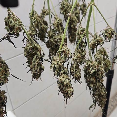 Gelato Glue Auto growlog timeline photo