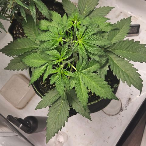Amnesia Zkittlez Auto growlog timeline photo