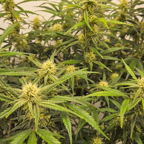 Strawberry Banana Auto growlog timeline photo