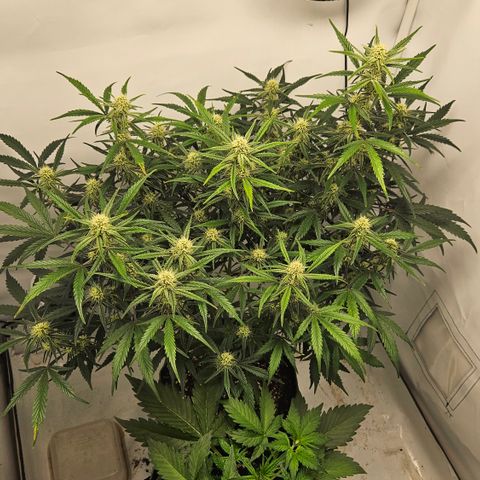 Strawberry Banana Auto growlog timeline photo