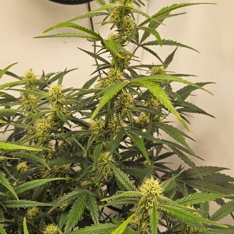 Strawberry Banana Auto growlog timeline photo