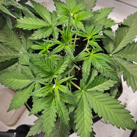 Amnesia Zkittlez Auto growlog timeline photo