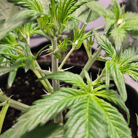 Amnesia Zkittlez Auto growlog timeline photo