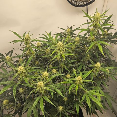 Strawberry Banana Auto growlog timeline photo