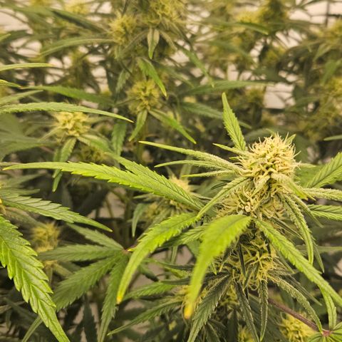 Strawberry Banana Auto growlog timeline photo
