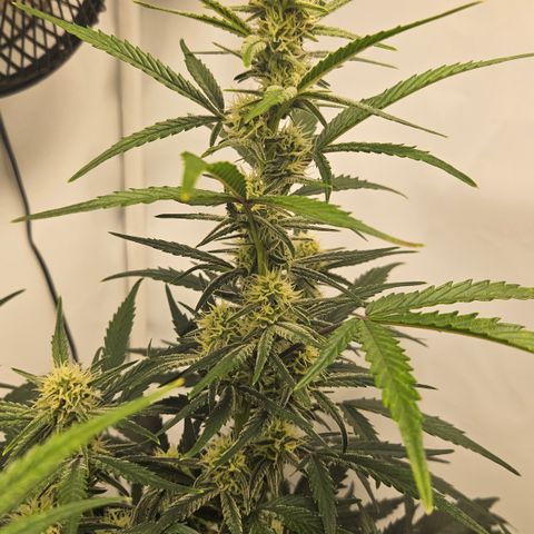 Strawberry Banana Auto growlog timeline photo