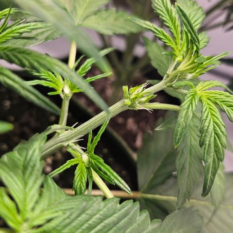 Amnesia Zkittlez Auto growlog timeline photo