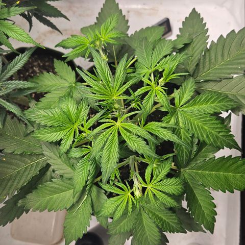 Amnesia Zkittlez Auto growlog timeline photo