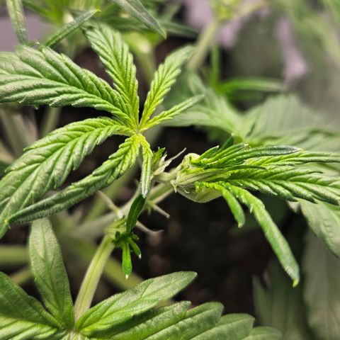 Amnesia Zkittlez Auto growlog timeline photo