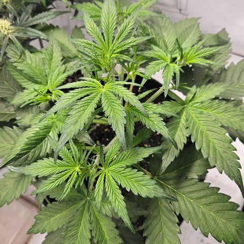 Amnesia Zkittlez Auto growlog timeline photo