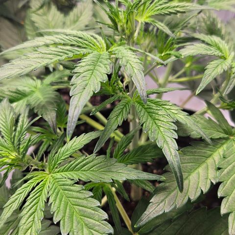 Amnesia Zkittlez Auto growlog timeline photo