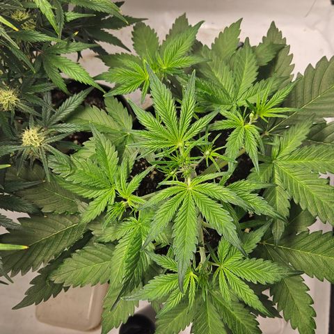 Amnesia Zkittlez Auto growlog timeline photo