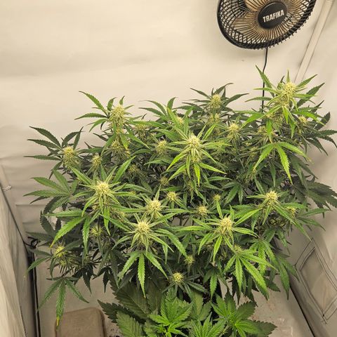 Strawberry Banana Auto growlog timeline photo