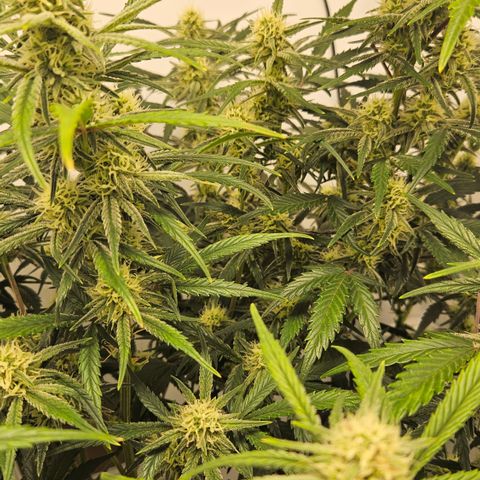 Strawberry Banana Auto growlog timeline photo