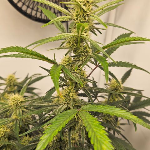 Strawberry Banana Auto growlog timeline photo