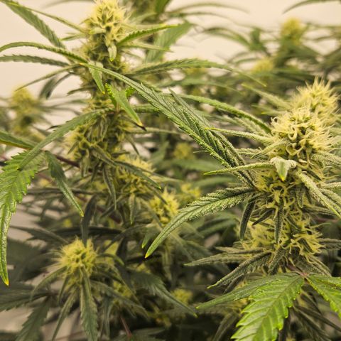 Strawberry Banana Auto growlog timeline photo