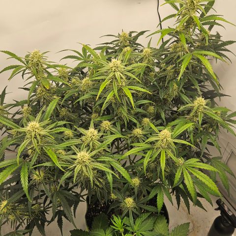 Strawberry Banana Auto growlog timeline photo
