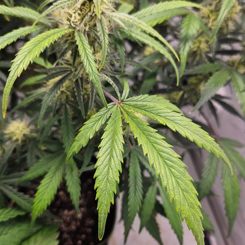 Strawberry Banana Auto growlog timeline photo