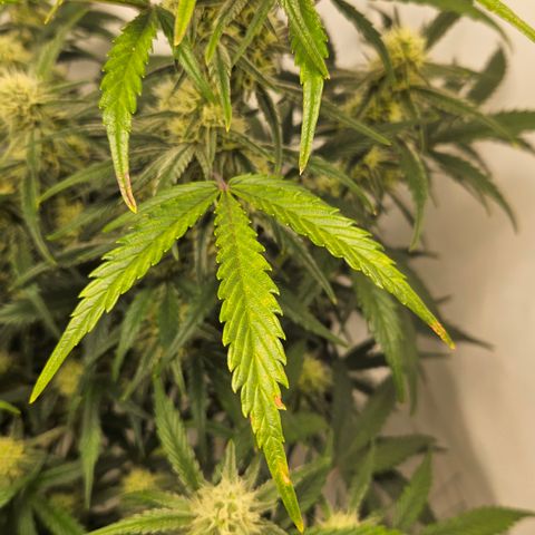Strawberry Banana Auto growlog timeline photo