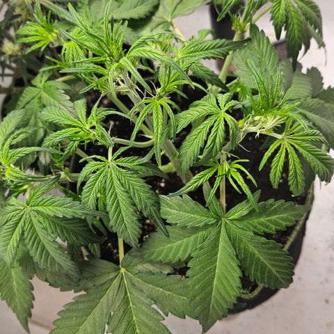 Amnesia Zkittlez Auto growlog timeline photo