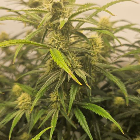 Strawberry Banana Auto growlog timeline photo