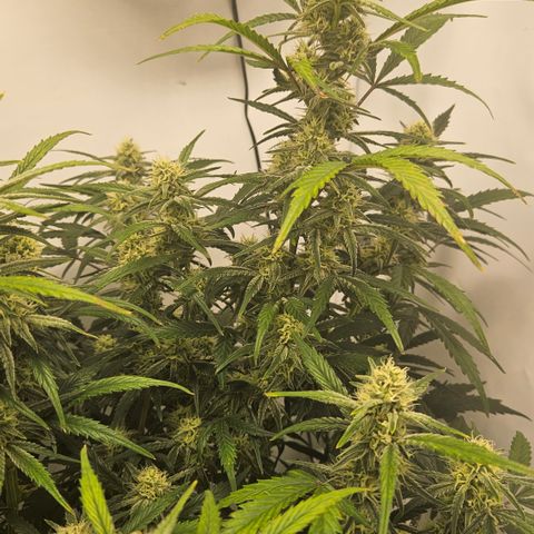 Strawberry Banana Auto growlog timeline photo