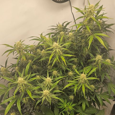 Strawberry Banana Auto growlog timeline photo