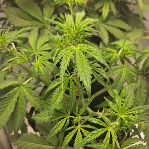 Amnesia Zkittlez Auto growlog timeline photo
