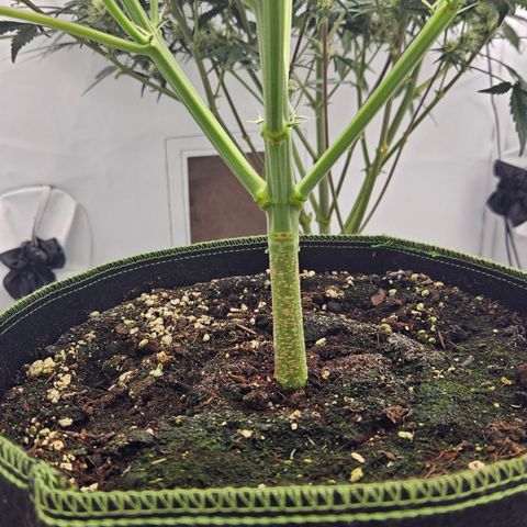 Amnesia Zkittlez Auto growlog timeline photo