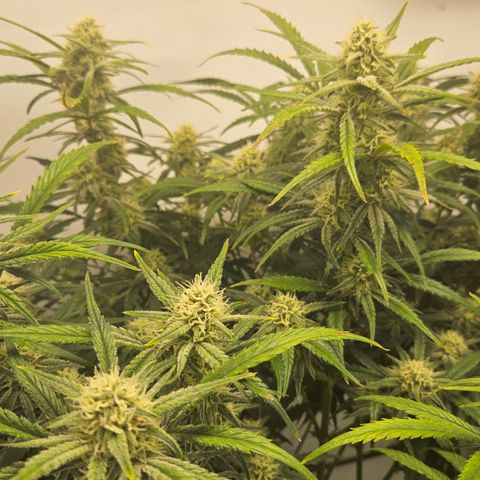 Strawberry Banana Auto growlog timeline photo