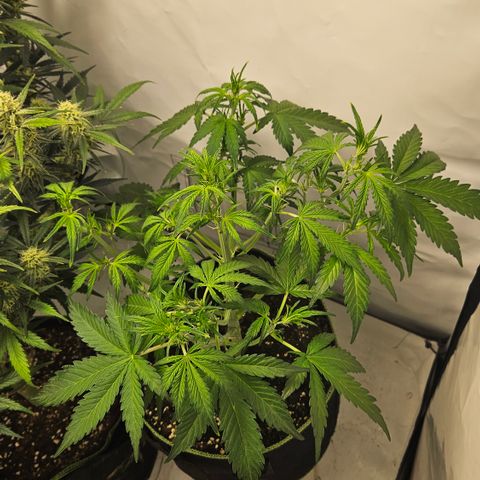 Amnesia Zkittlez Auto growlog timeline photo